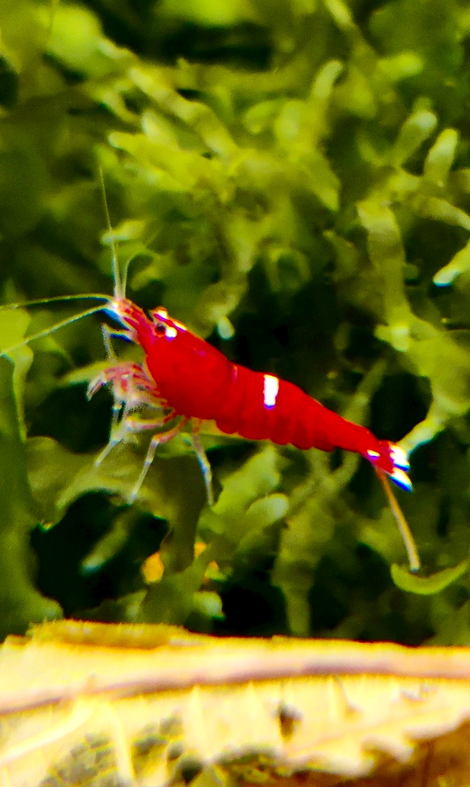 Taiwan Bee - verschiedene Varianten - rot