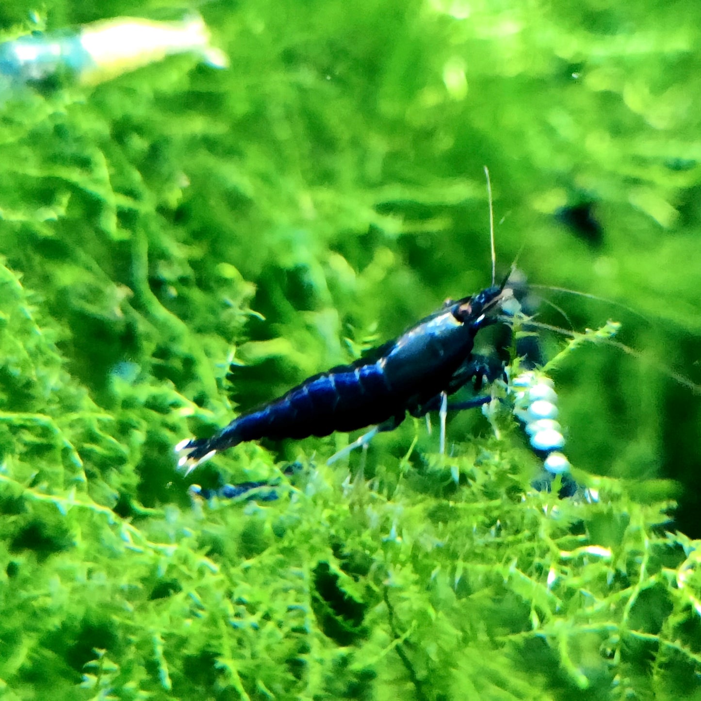 Taiwan Bee - verschiedene Varianten - schwarz