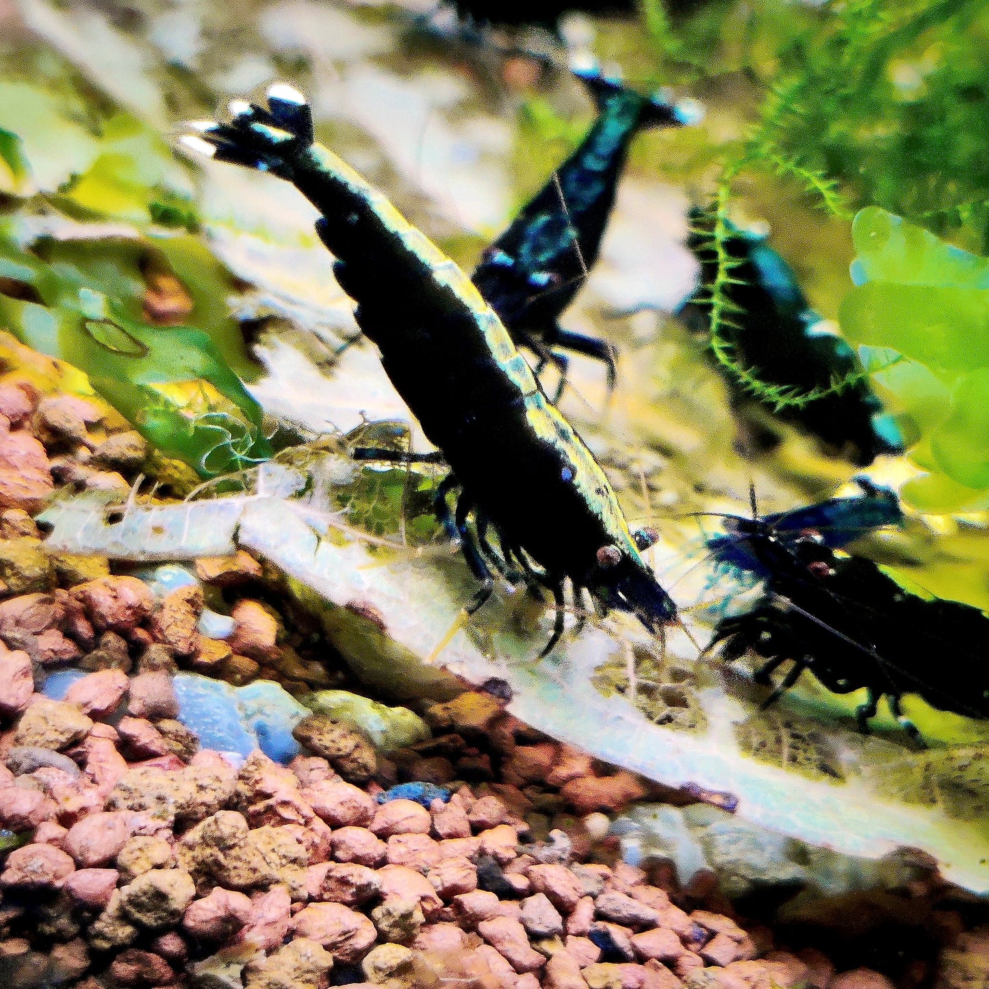 Pinto Garnelen - verschiedene Zeichnungen - schwarz