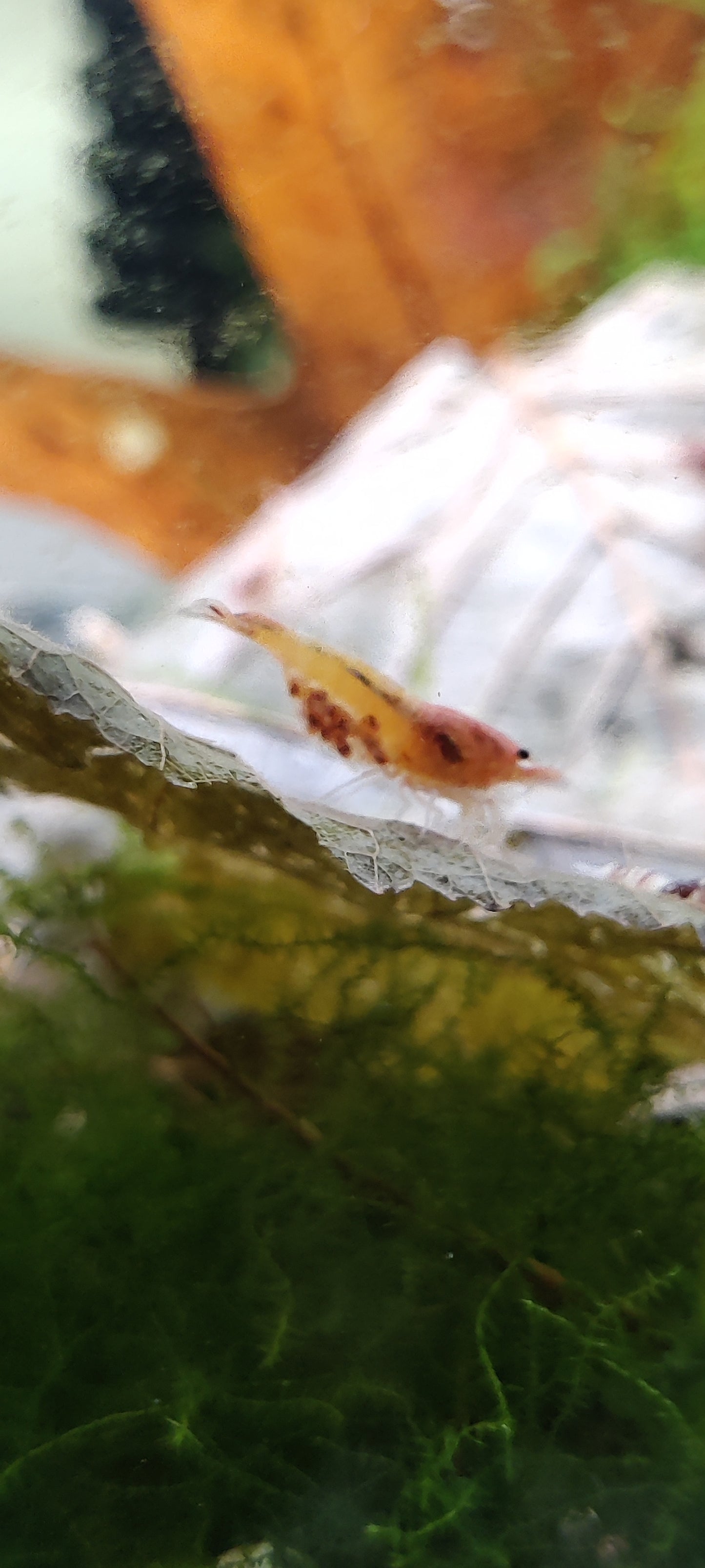 Red Bolt Garnelen - Caridina - 5 Stück