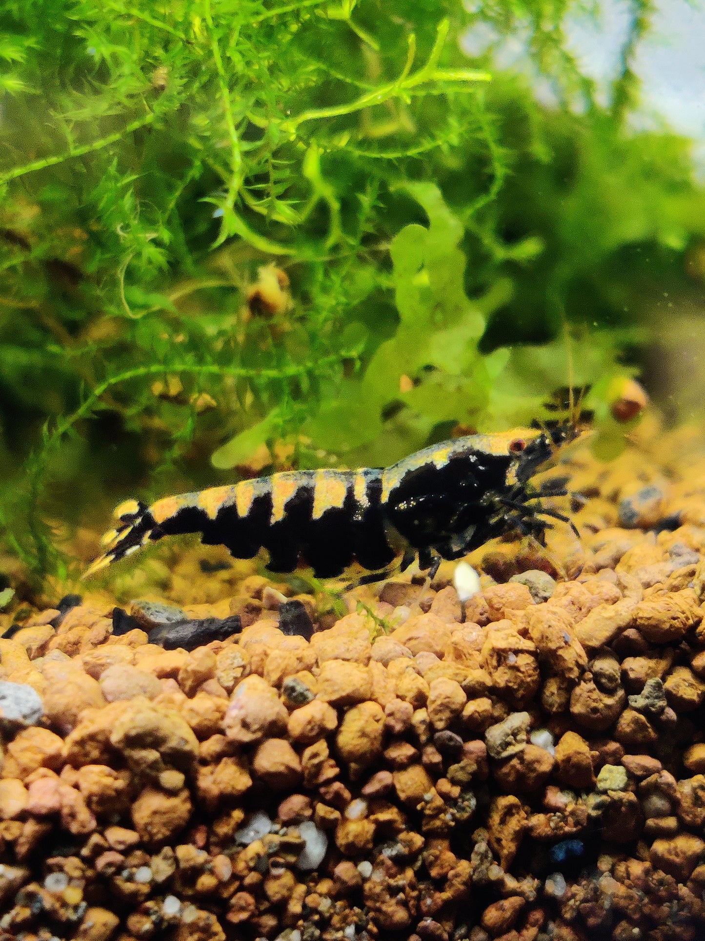 Pinto Galaxy Fischbone – Auffällige Caridina mit besonderer Zeichnung