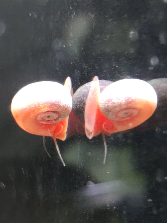 Rosa Pinke Posthornschnecke (Planorbella duryi)