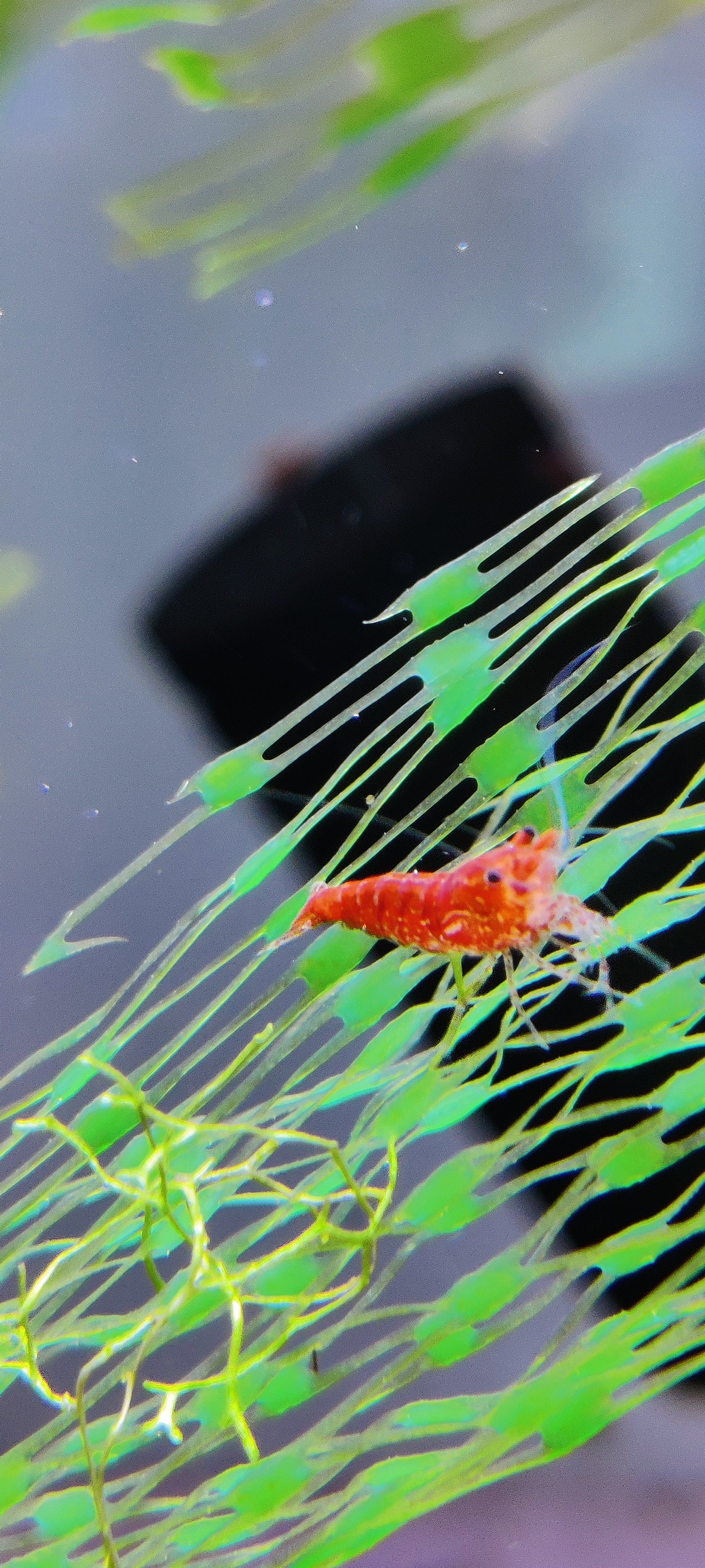 Red Fire Garnele (Neocaridina davidi)