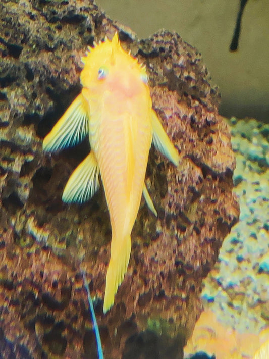 L 144 goldener Antennenwels - Ancistrus spec.