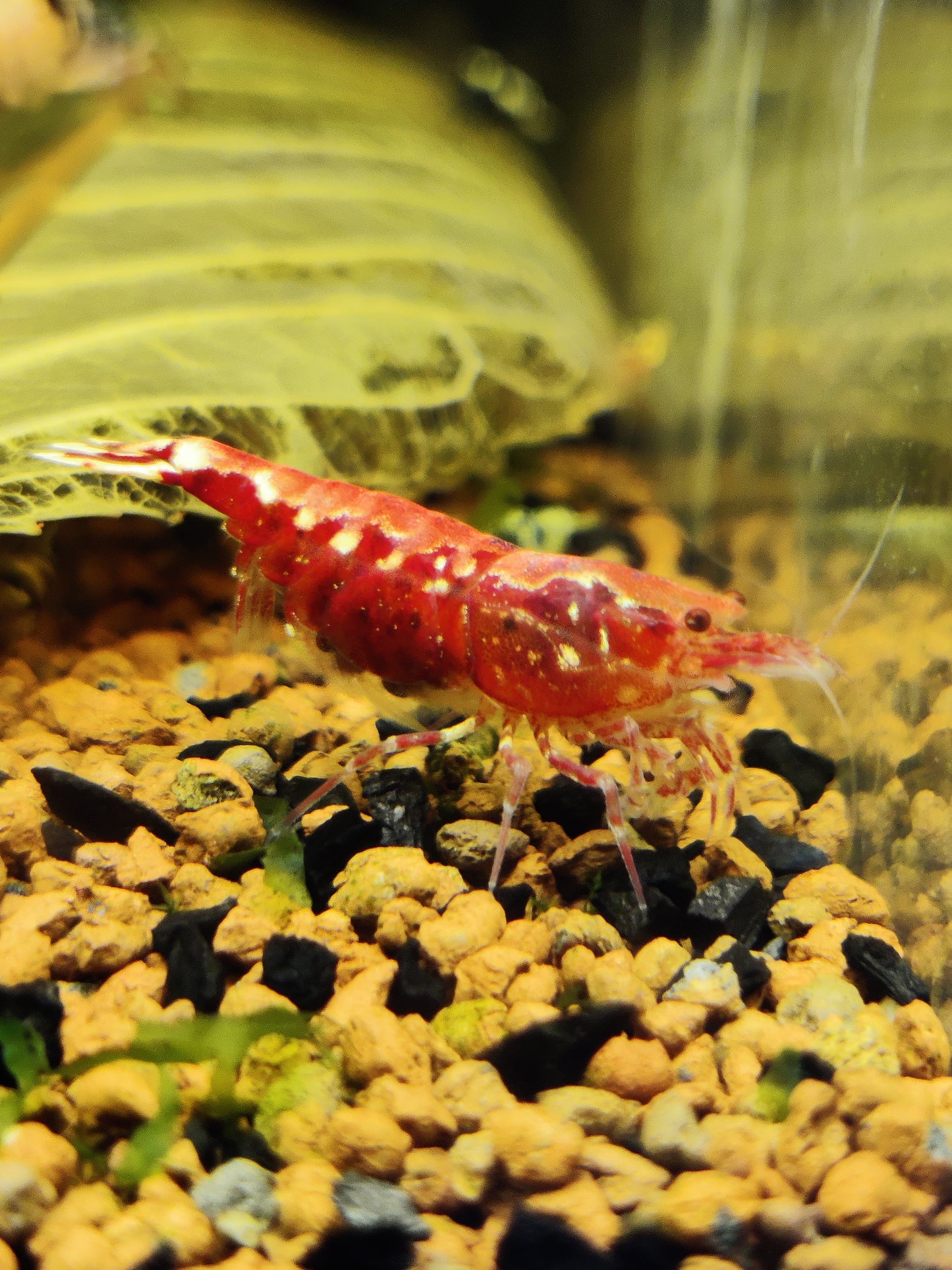 Tragende Red Galaxy Boa Garnele