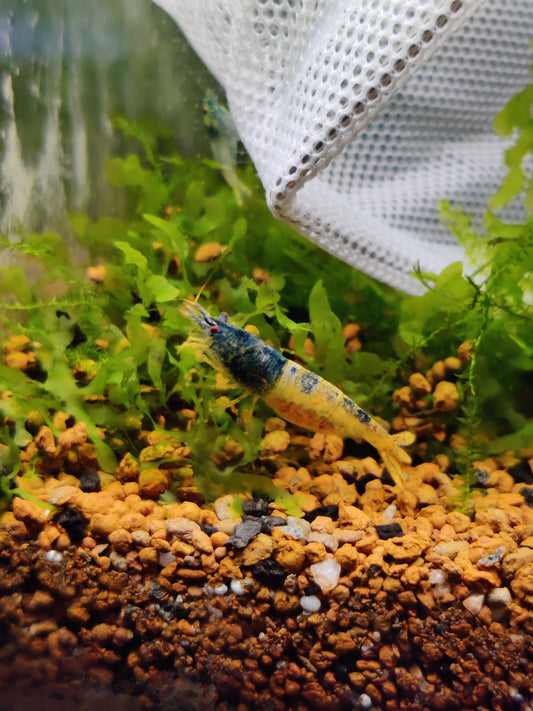 Tragende Steel Blue Garnelen - aus Skyfish Boa Stamm - Caridina