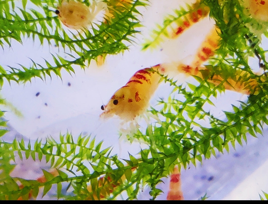 Tragende Golden Dragon Bee / Red Calceo Bee - Cardidina