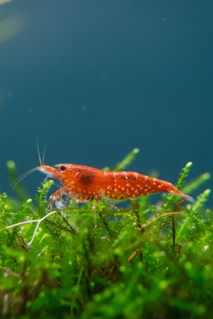 Red Fire Cherry Garnele - Neocaridina davidi