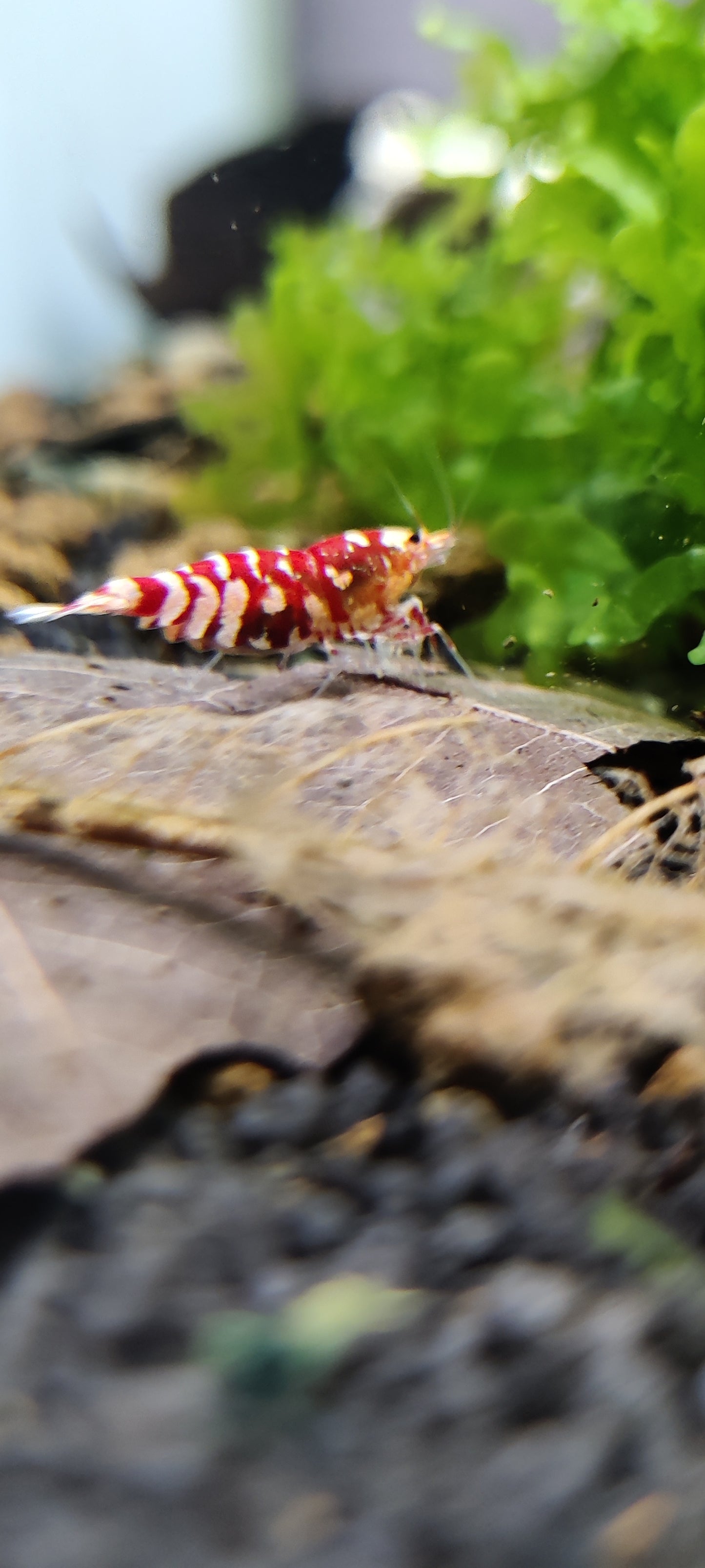 Tragende Fancy Tigergarnelen - Rot und Schwarz - Caridina - 1 Stück
