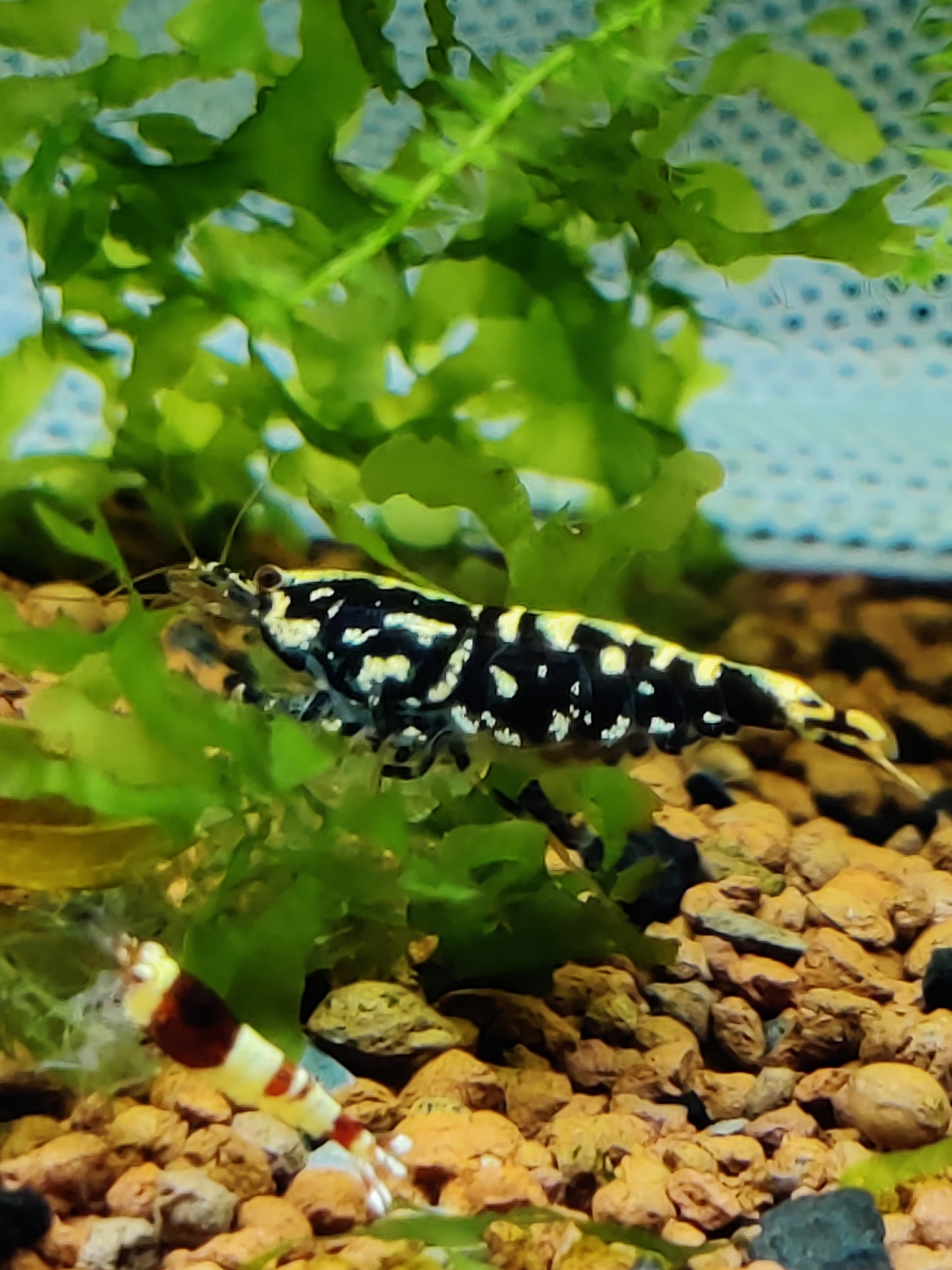 Black Galaxy Snowflake Zwerggarnele - Caridina