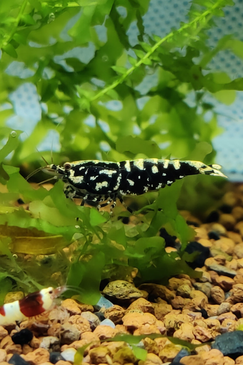 Black Galaxy Snowflake Zwerggarnele - Caridina
