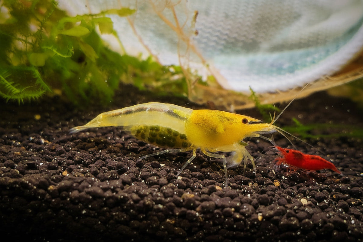 Yellow King Kong Skeleton - Caridina