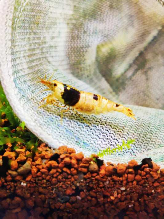 Tragende Bienengarnelen - Red & Black Bee - Caridina logemanni