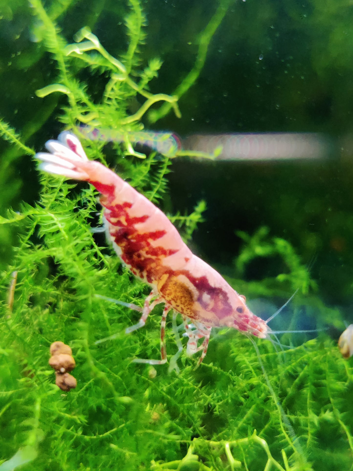 Red Boa Garnele kaufen – Caridina Hochzucht | Garnelenglück