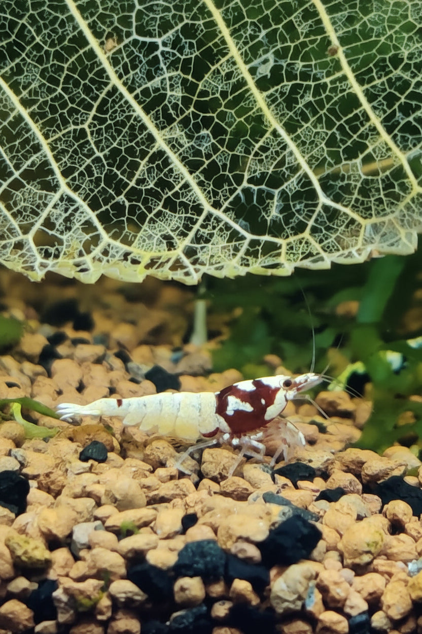 Rote Pinto Bee high class 4-5 spots