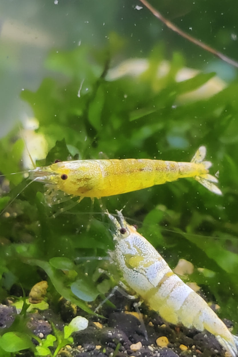 Golden Bee - Caridina logemanni