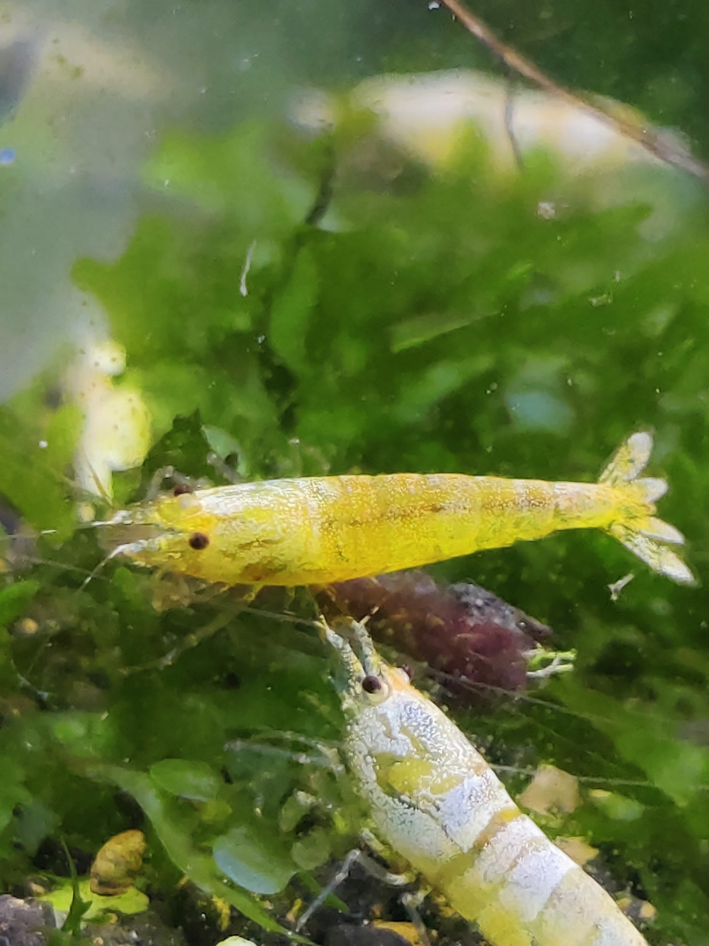 Golden Bee - Caridina logemanni