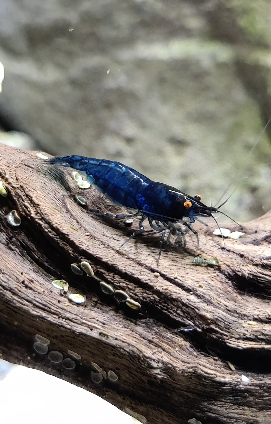 Blue Dream Orange Eyes (OE) Garnelen - Neocaridina