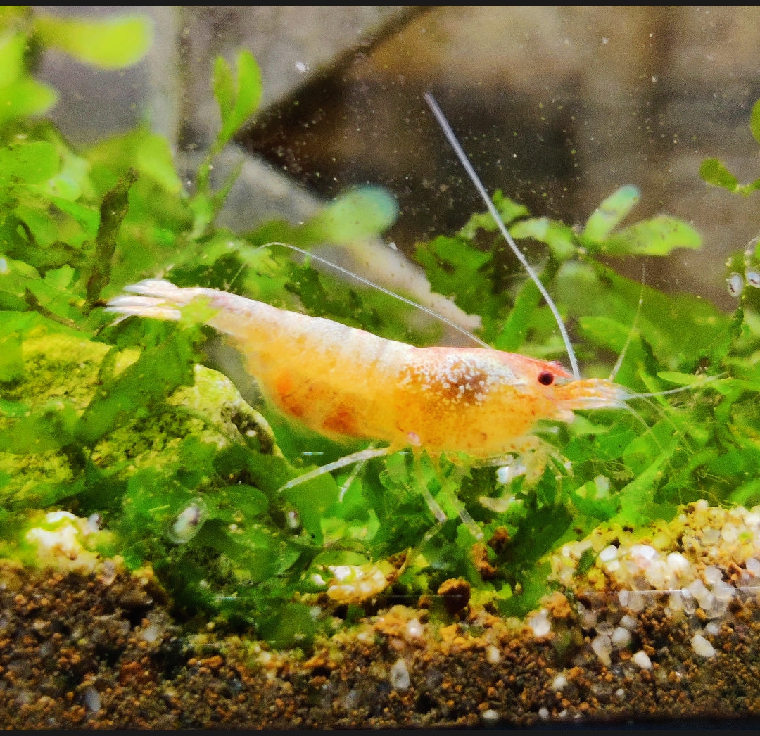Tragende Mandarin Bee Garnele (Caridina sp.)