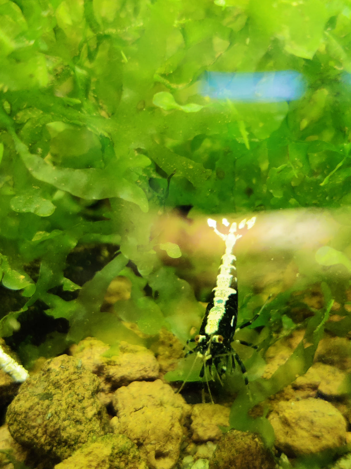 Galaxy Fishbone aus Skyfish Galaxy Boa - DNZ