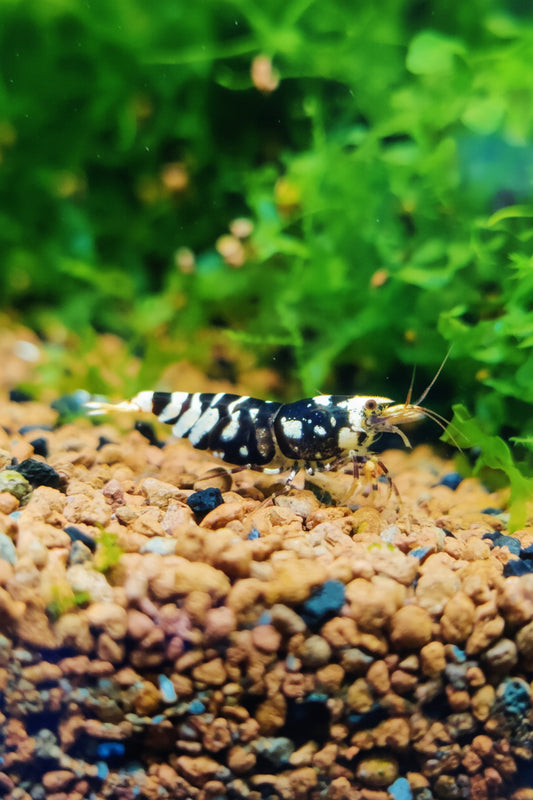 Tragende Fancy Tigergarnelen - Rot /Schwarz Caridina