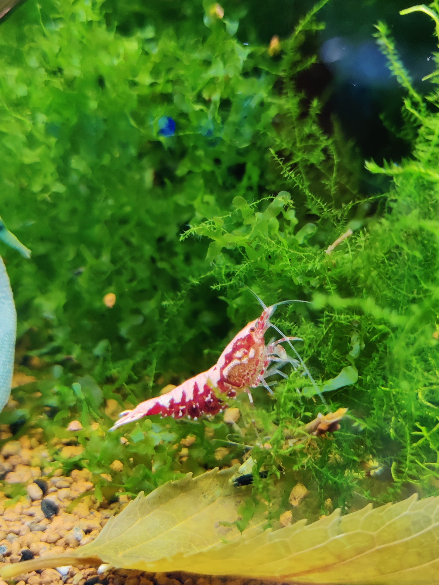 Red Boa Garnele kaufen – Caridina Hochzucht | Garnelenglück