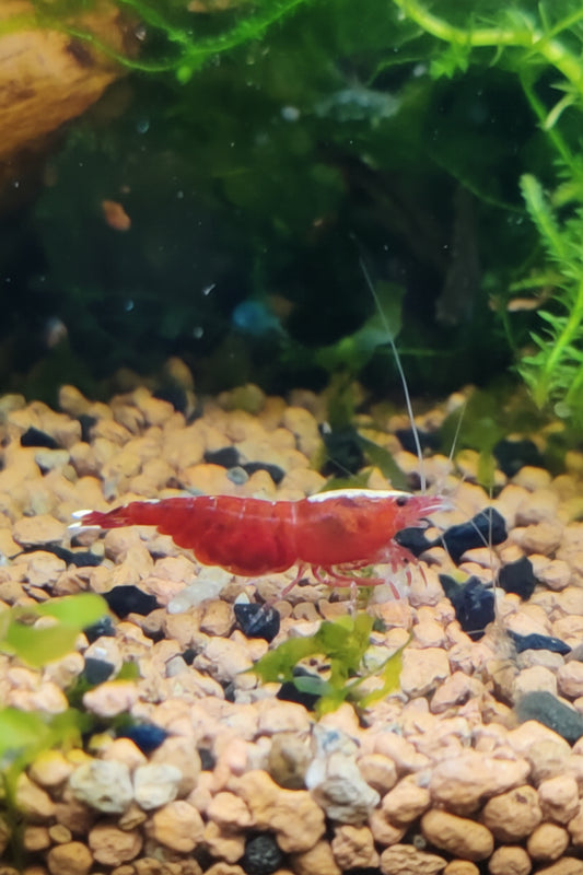 Tragende Red Ruby Extreme-Skunk / Full Red Garnele Caridina