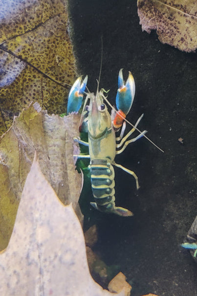 Flusskrebs Cherax Peacock - Cherax sp.