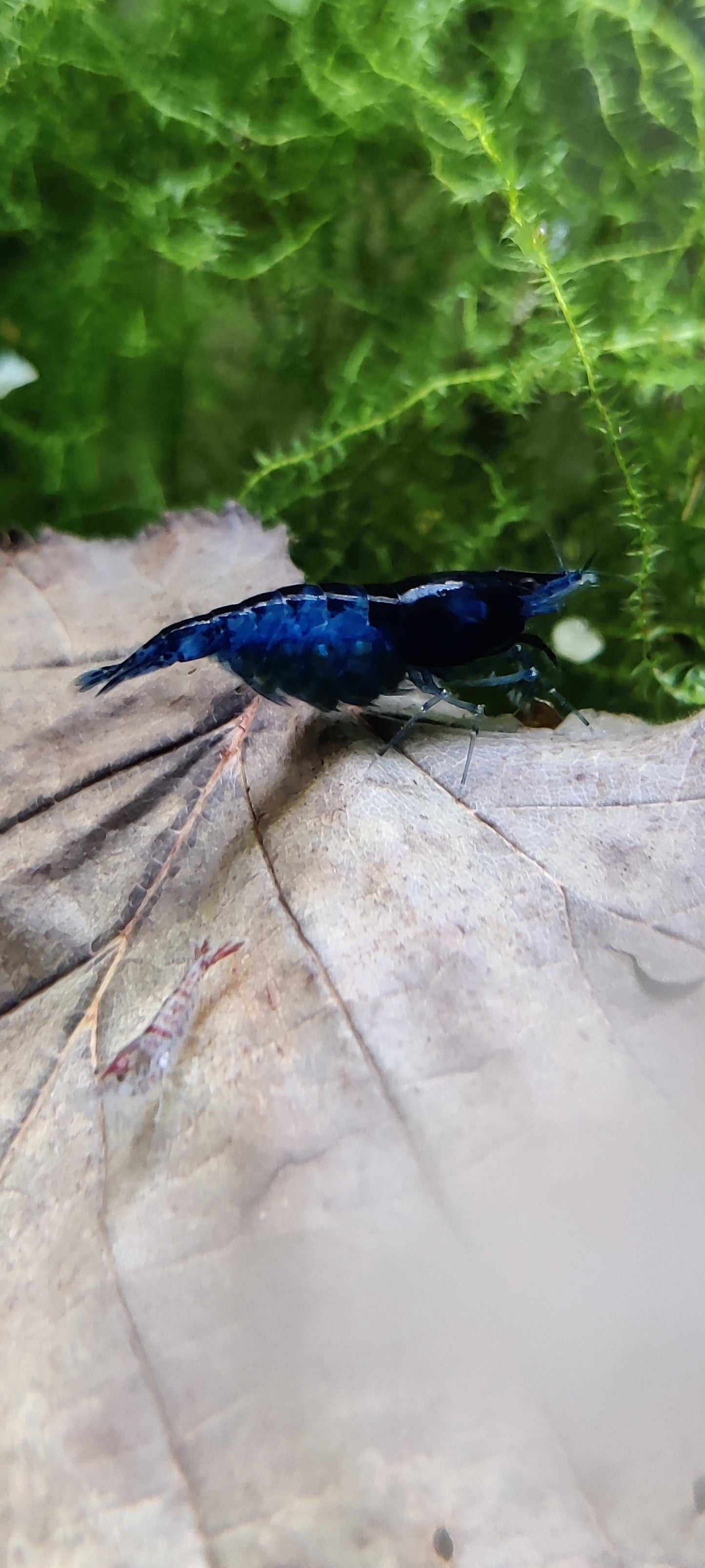 Tragende Blue Dream Garnelen - Neocaridina