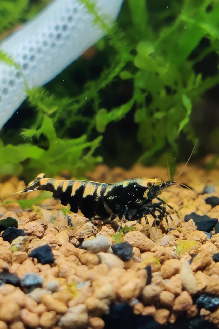 Tragende Black Pinto Galaxy/Fishbone