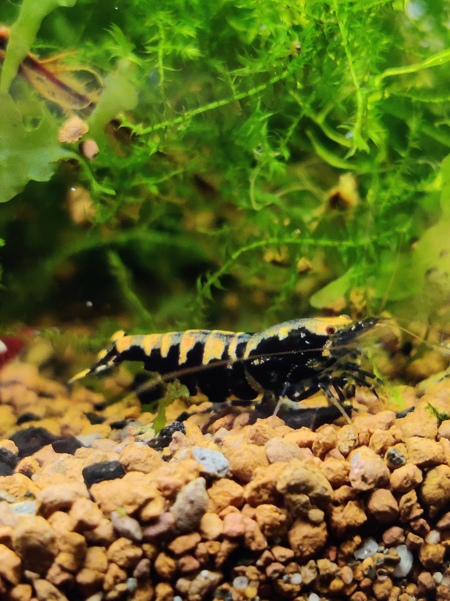 Tragende Black Pinto Galaxy/Fishbone