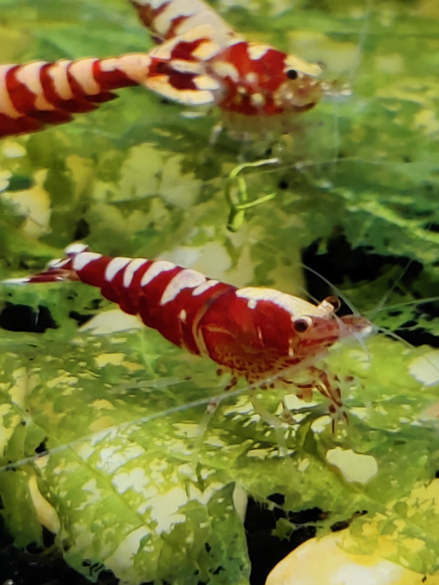 Red Pinto Galaxy Mix