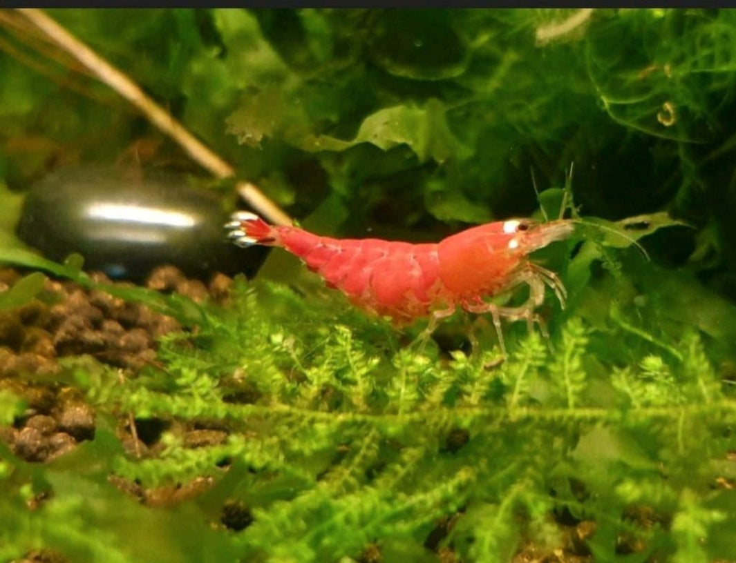 Tragende Super Crystal Red/Santa - Caridina