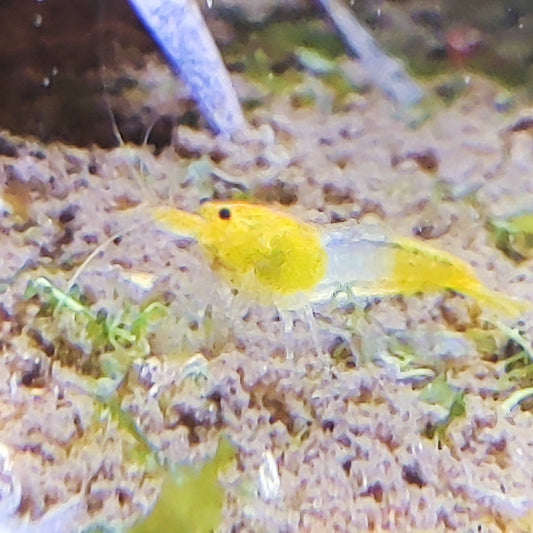 Tragende YKK Skeleton-Garnele Caridina