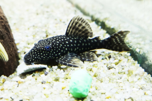 Brauner Antennenwels (Ancistrus sp.)XXL