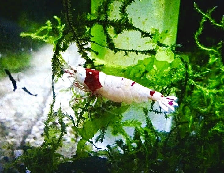 PRL Red Bee Garnelen - Pure Red Line - Caridina