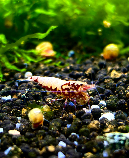 Red Galaxy Boa Garnele Low Grade