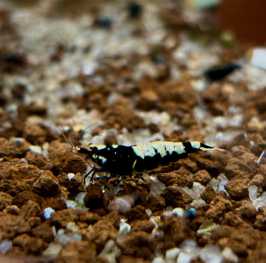 Pinto Garnelen - verschiedene Zeichnungen - schwarz