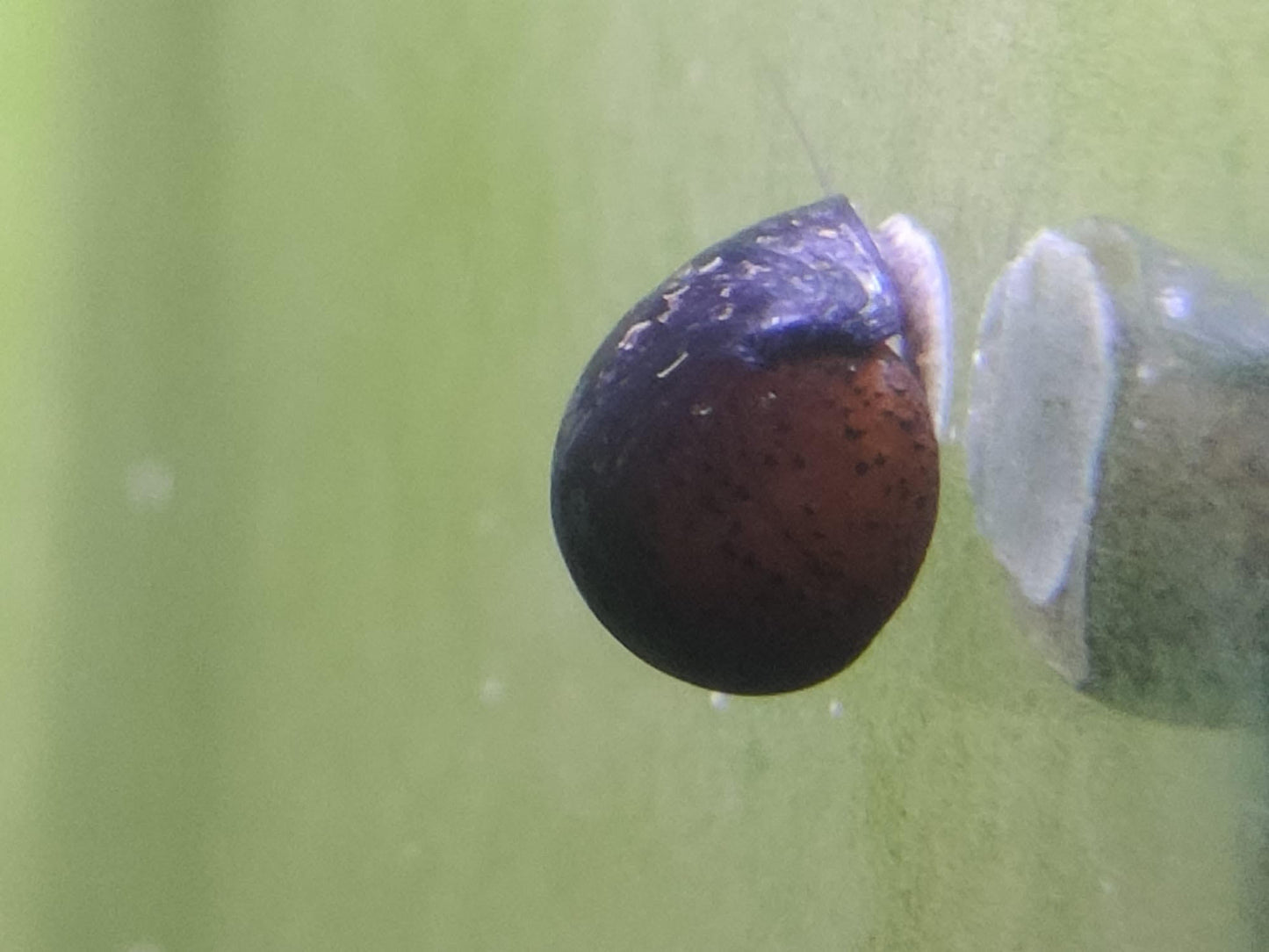 Stahlhalmschnecke - Neritina pulligera - 3 Stück