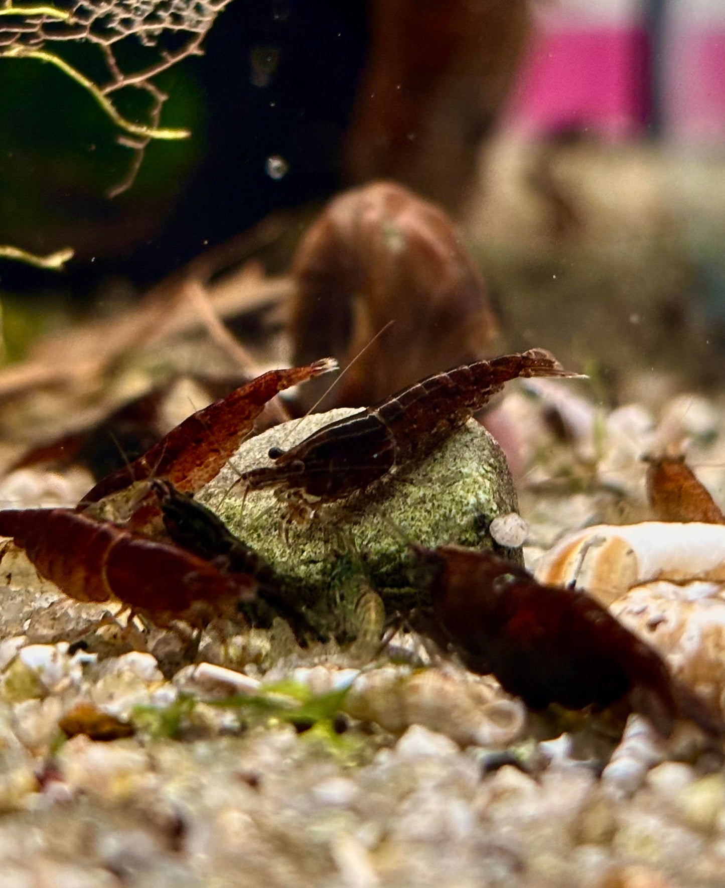 Schoko Sakura Garnelen - Neocaridina - 5 Stück