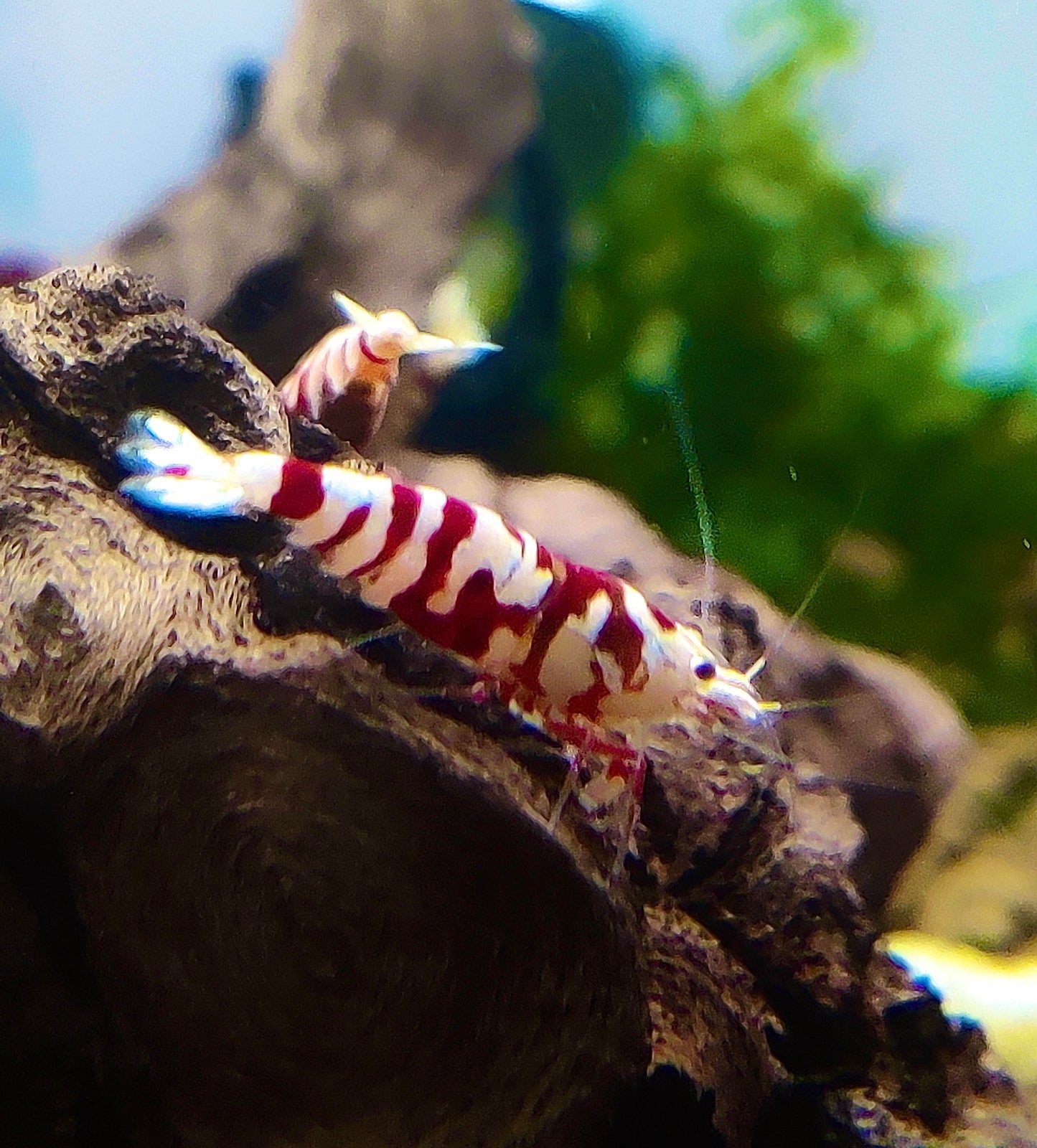 Fancy Tigergarnelen - Rot und Schwarz - Caridina - 1 Stück