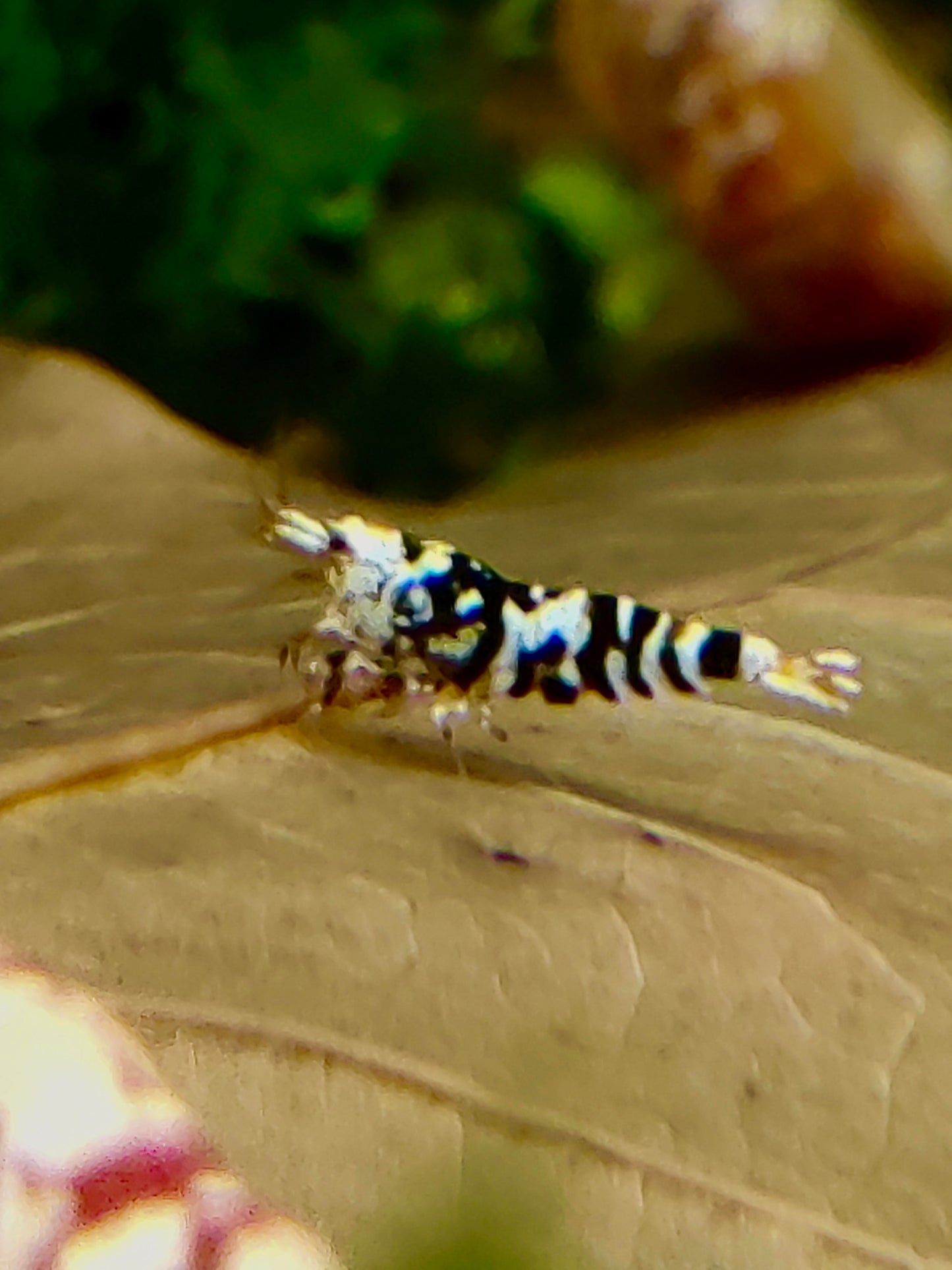 Fancy Tigergarnelen - Rot und Schwarz - Caridina - 1 Stück