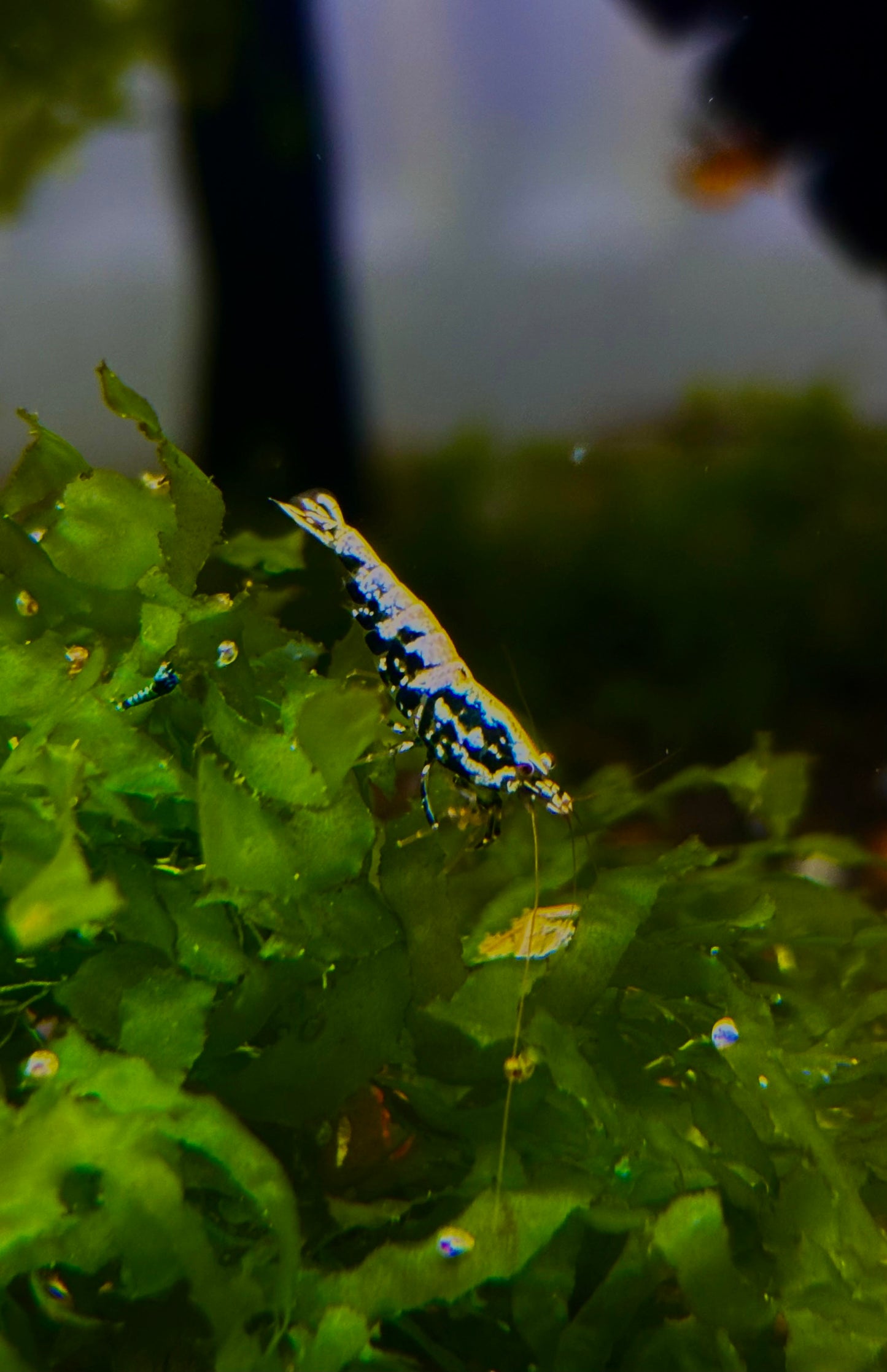 Black Pinto Galaxy Mix