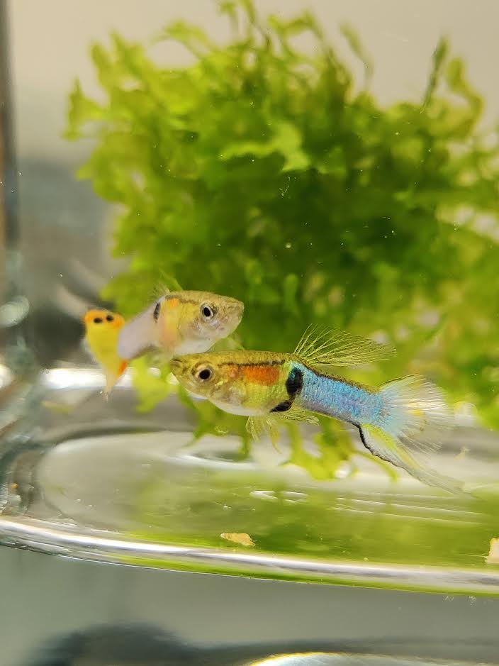 Endler Guppy "Japan blue" - Poecilia wingei