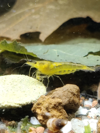Yellow King Kong Garnele Caridina Zwerggarnelen