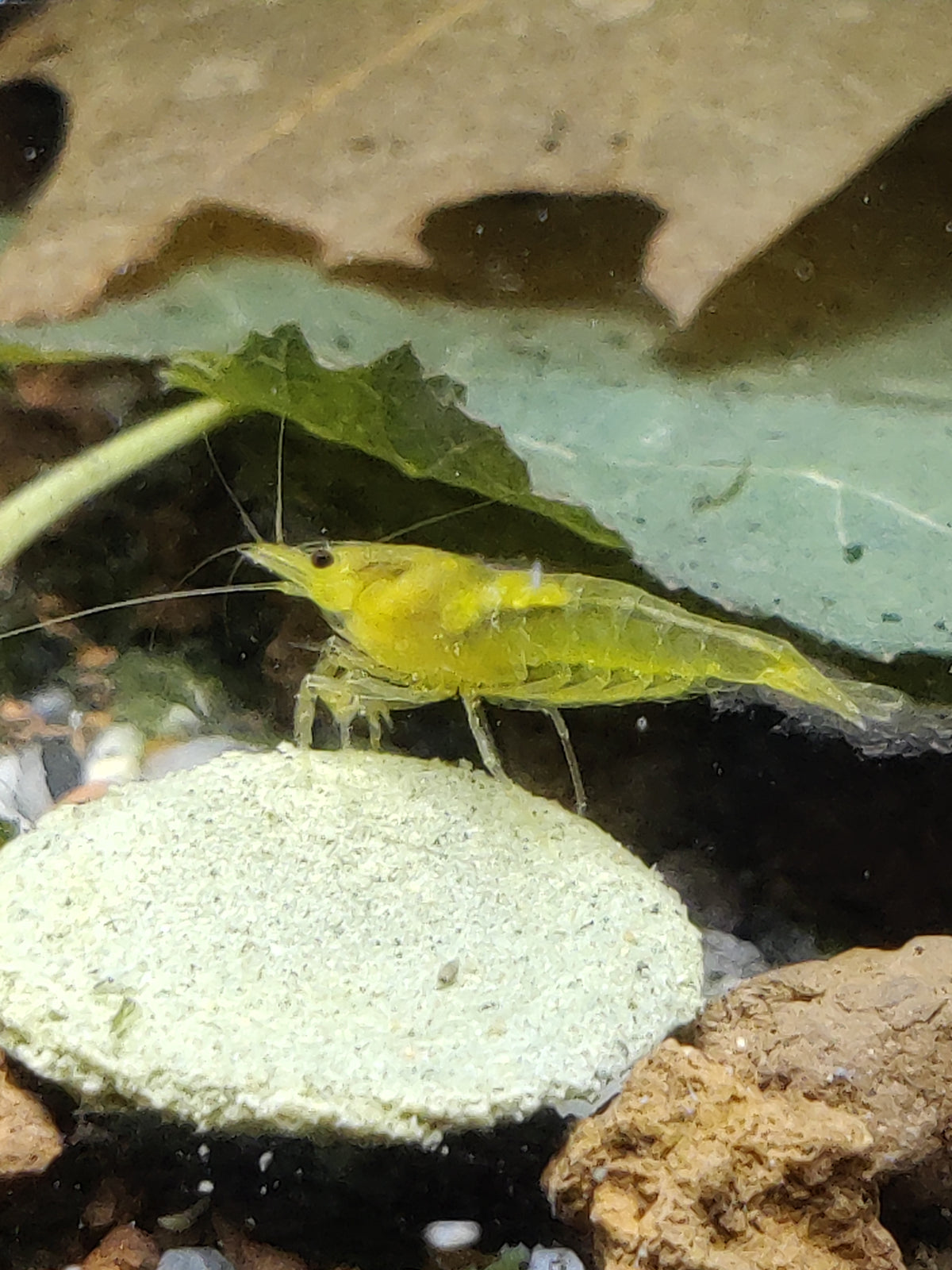 Yellow King Kong Garnele Caridina Zwerggarnelen