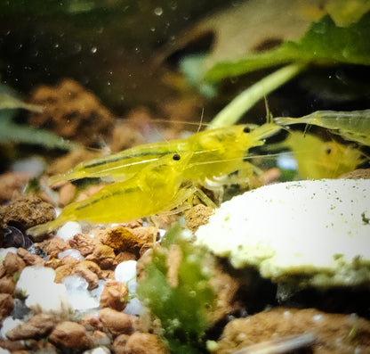 Yellow King Kong Garnele Caridina Zwerggarnelen