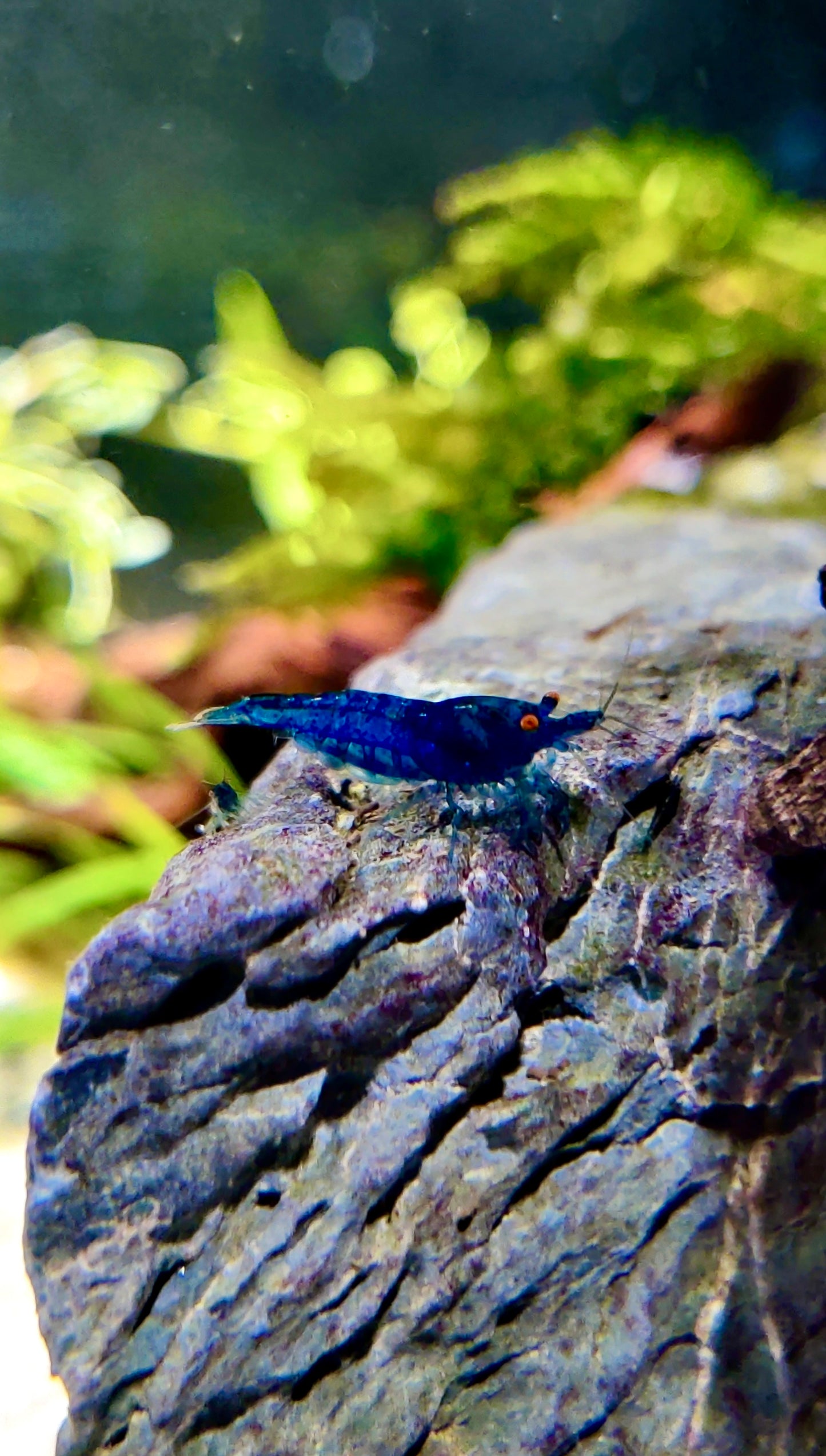 Blue Dream Orange Eyes (OE) Garnelen - Neocaridina