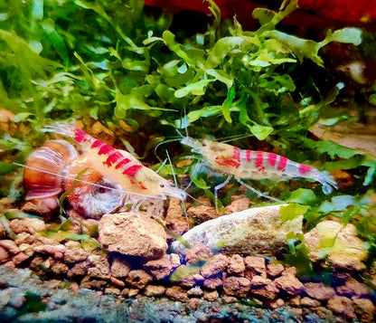 Golden Dragon Bee / Red Calceo Bee - Cardidina