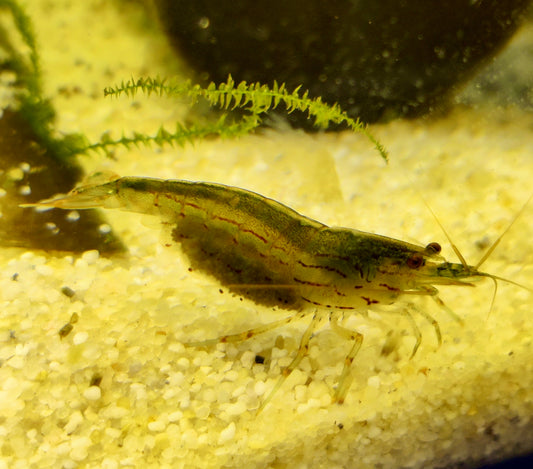 Amano Garnelen - Caridina multidentata - 5 Stück